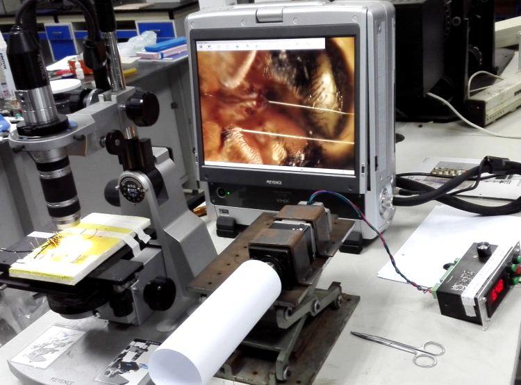 Паучий шелк предложили использовать в искусственных мышцах роботов